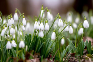 Schneeglöckchen im Frühling